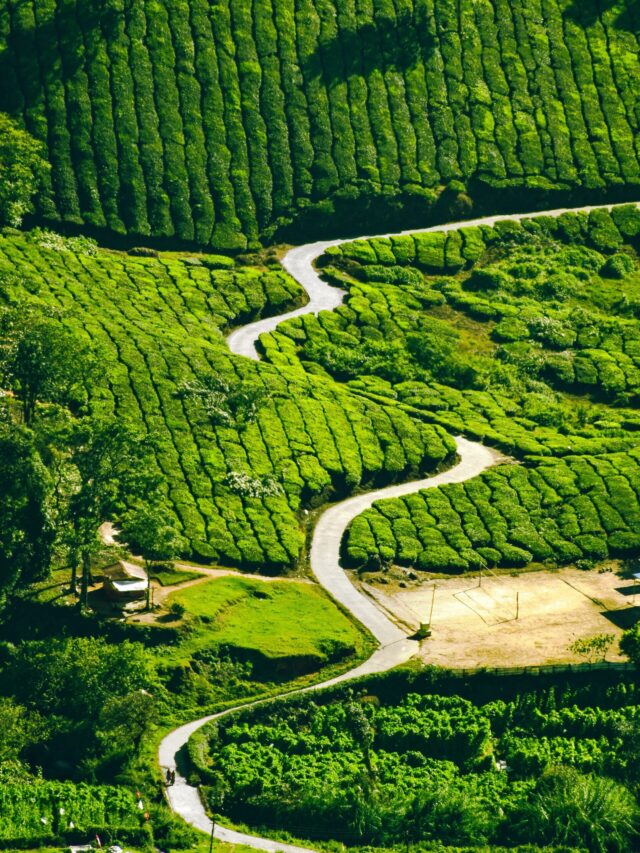 Munnar (2)